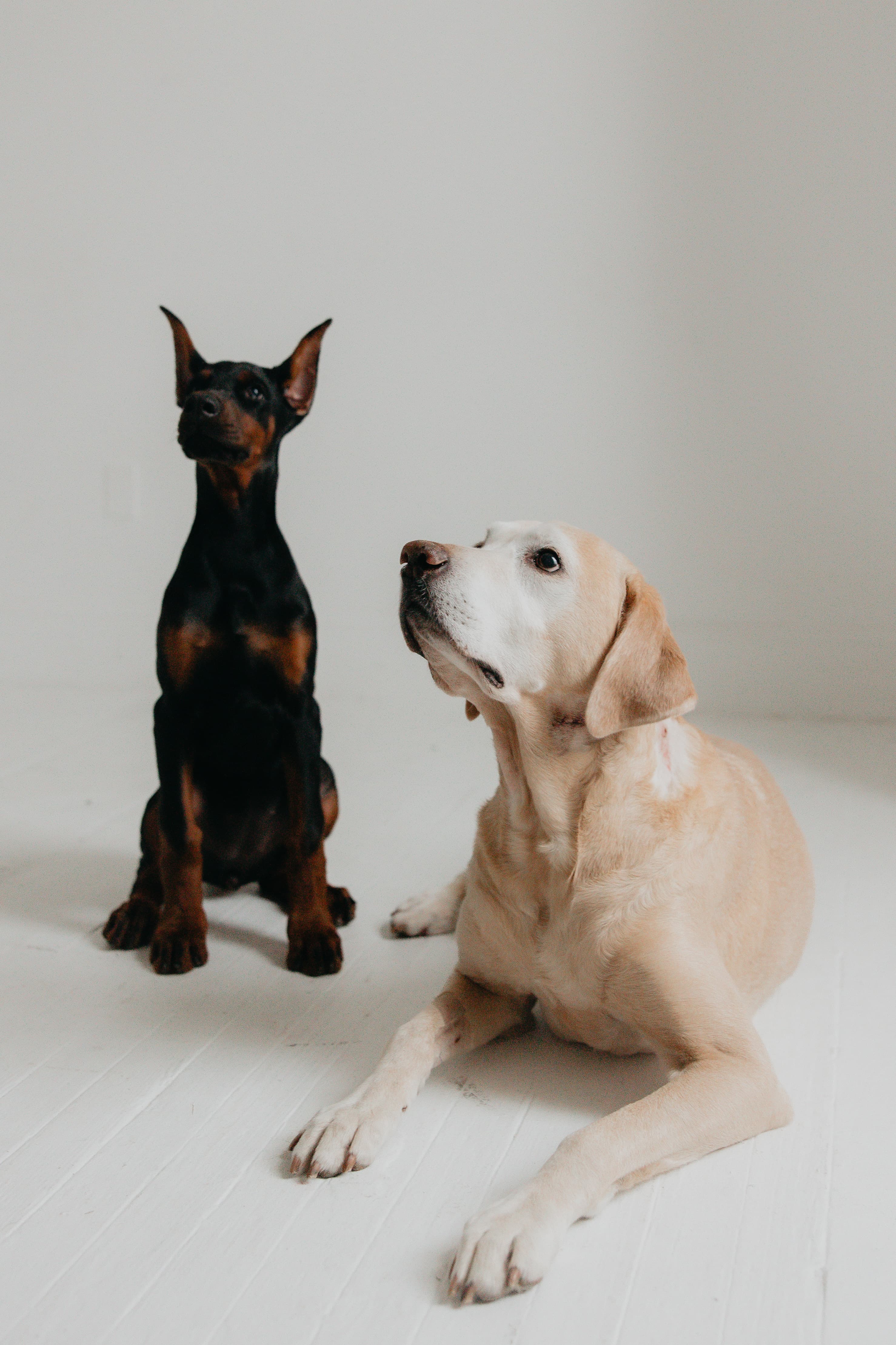 Petunia and Mia